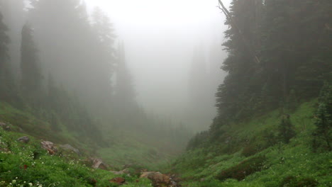 Toma-Panorámica-Desde-La-Parte-Superior-Del-Valle-Del-Bosque-En-El-Día-De-Niebla-En-El-Parque-Nacional-Del-Monte-Rainier