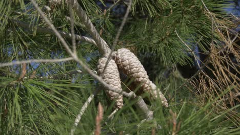 pine-cones-on-a-pine-tree-in-spain