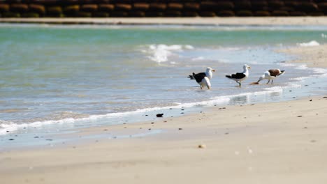 Seagulls-walking-along-a-sandy-beach-in-search-of-food,-with-ocean-on-background