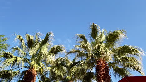 Wind-gently-blowing-coconut-trees-against-blue-skies