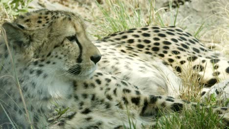 profile-of-cheetah-peacefully-laying-down-on-the-grass