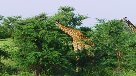 Giraffes-feeding-on-tallest-branches-of-tree-in-wild-as-seen-on-safari-in-slow-motion