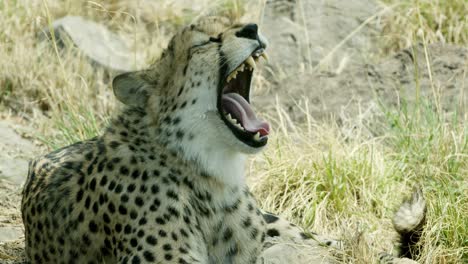 resting-on-grass,-cheetah-yawns-and-opens-mouth-wide