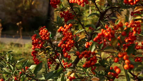 Plant-with-red-berries-gently-swaying-in-garden