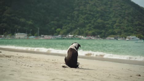 Dog-Sitting-On-The-Shore-While-Scratching-His-Body-In-The-Famous-Tropical-Island-in-El-Nido,-the-Philippines-During-Sunny-Day---Beautiful-Tourist-Attraction---Close-Up-Shot
