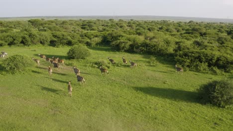 Antilope,-Die-In-Afrikanischen-Ebenen-Davonläuft,-Schmutz-Aufwirbelt-Und-Sich-Zusammenrottet