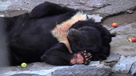 Black-bear-scratching-back-with-paw-whilst-laying-down-on-rock