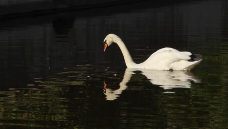 White-swan-gently-moving-through-lake