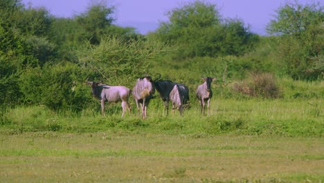 Wild-wildebeest-in-African-green-plains-relaxing-with-tails-wagging