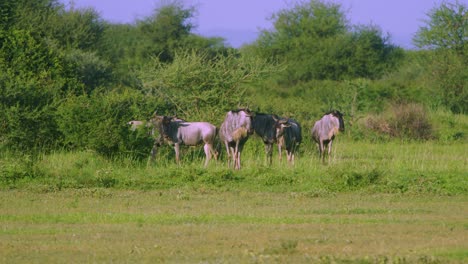 Wildebeest-relaxing-in-the-wild-looking-for-predators,-manyara-ranch-conservancy-park-tanznia