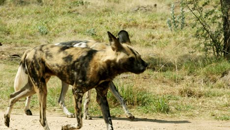 Kamerafahrt-Eines-Rudels-Afrikanischer-Wildhunde,-Die-In-Die-Gleiche-Richtung-Laufen