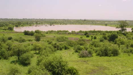 Lake-reveal-in-dry-african-plain-with-green-vegetation-and-animals-drinking,-waterhole