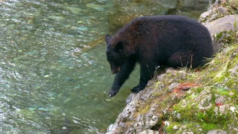 Young-black-bear-trying-to-catch-salmon-using-an-interesting-technique-from-the-shore-of-the-stream