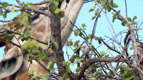 Closeup-of-giraffe-eating-leaves-from-a-tree