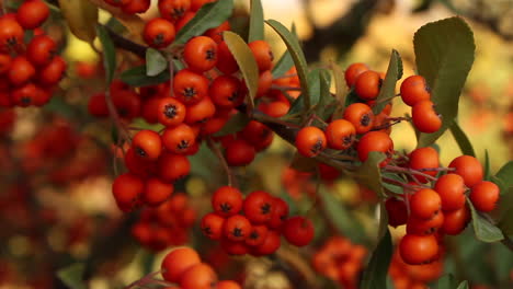 Close-up-of-red-berries-on-plant-in-garden