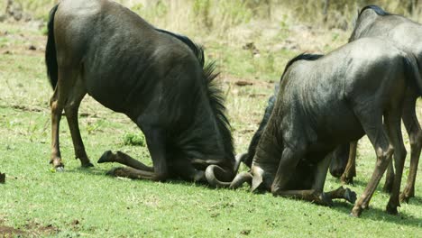 Two-wildebeest-bumping-horns-and-pushing-each-other