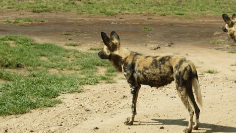 Afrikanisches-Wildhunderudel,-Das-Steht-Und-Herausschaut
