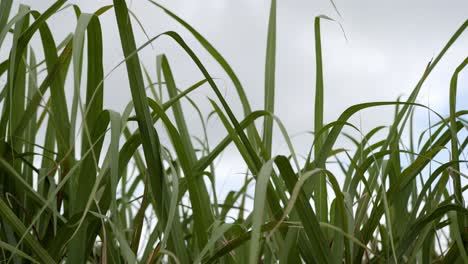 closeup-of-sugarcane-leaves-blowing-in-the-wind