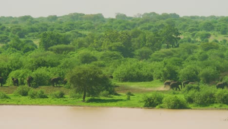 Herd-of-wild-elehpants-walking-across-african-plains-with-waterhole-and-green-vegetation