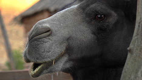 Close-of-a-black-camel-head-in-zoo