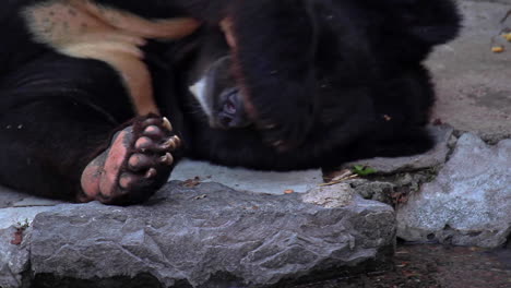 Close-up-of-black-bear-hiding-face-with-paw-whilst-resting-on-floor-in-zoo