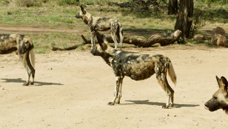 African-wild-dog-walks-by-as-rest-of-pack-stands-and-look-out