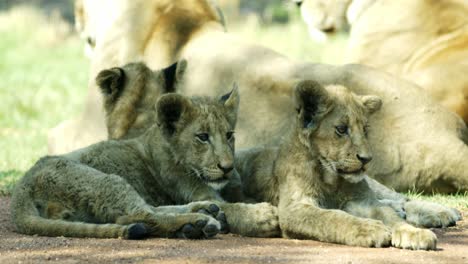 Several-lion-cubs-laying-down-near-the-herd