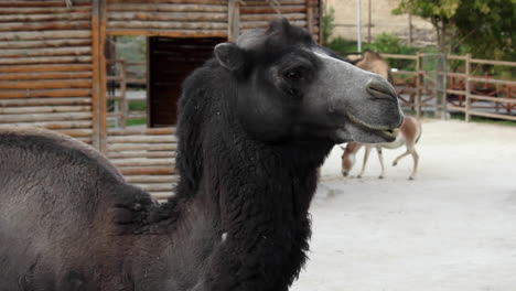 Side-view-of-black-camel-in-zoo-with-donkeys-in-the-background