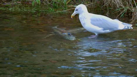 White-Seagull-eating-a-salmon-that-died-after-spawning-in-stream,-Vancouver-Island,-Canada