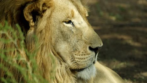 Profile-of-lion-head-looking-into-distance-then-slowly-turning