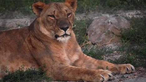 Graceful-lioness-sitting-and-relaxing-on-ground-in-a-zoo