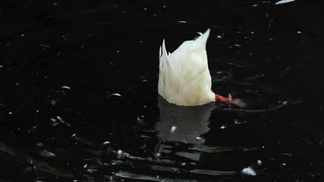 Weiße-Gefiederte-Ente-Mit-Kopf-Im-Wasser