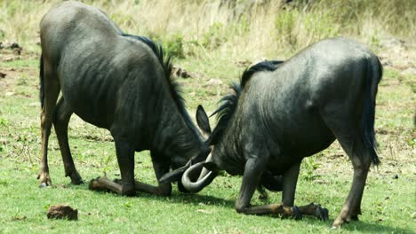 Closeup-of-two-wildebeest-locking-horns