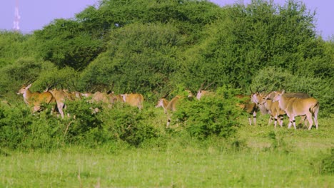 Waterbuck-and-antelope-grazing-in-tanzania-with-green-grass-and-trees
