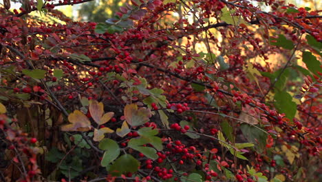 Autumnal-plant-with-bunches-of-red-berries-in-garden