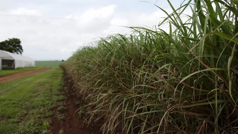view-of-farm-with-sugarcane-leaves-blowing-in-the-wind