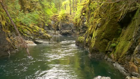 Water-flowing-through-a-canyon-with-salmon-inside,-Vancouver-Island,-Canada