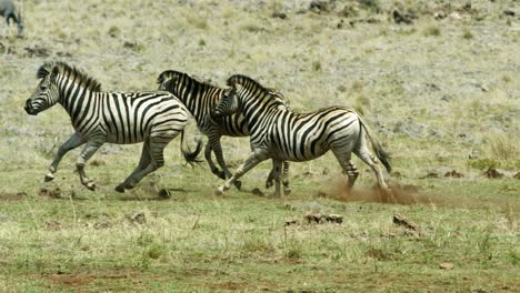 Herd-of-zebras-running-playfully-in-the-wild