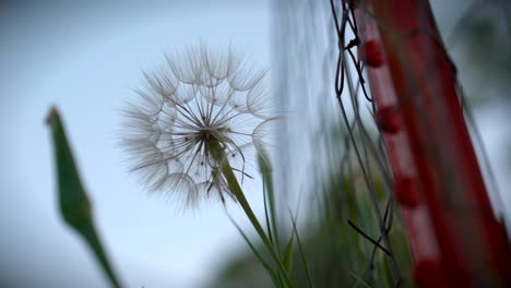 A-large-dandelion-seedhead-sits-in-the-gentle-wind-next-to-a-fence-post