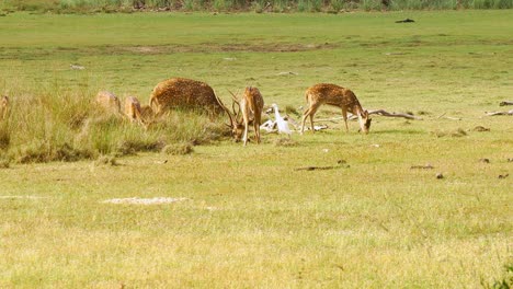 Tripod-shot-of-many-deer-grazing-on-open-field-in-Sri-Lanka,-Asia
