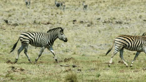 Zebras-galloping-through-the-grassland