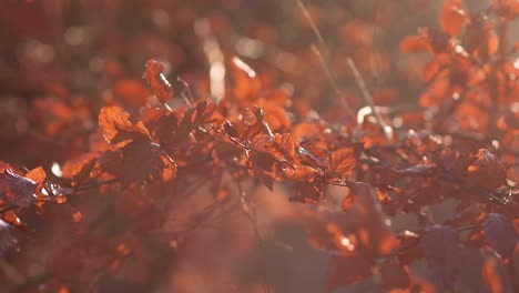 Goldene-Herbstblätter,-Die-In-Der-Morgensonne-Mit-Verschwommenem-Hintergrund-Im-Wind-Wehen