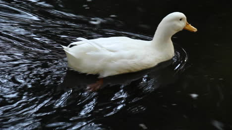 Weiße-Gefiederte-Ente,-Die-Im-Teich-Im-Zoo-Schwimmt