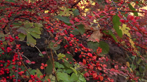 Pan-right-view-of-autumnal-plant-with-bunches-of-red-berries-in-garden