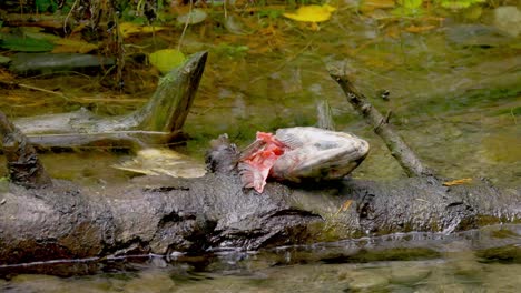 Steady-shot-of-dead-salmon-after-spawning-floating-in-stream,-showing-flesh-probably-eaten-by-bear---Vancouver-Island,-Canada