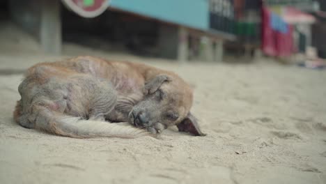Brown-Dog-Sleeping-On-The-Shore-in-The-Island-of-El-Nido,-Philippines-During-Sunny-Day---Close-Up-Shot