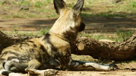 African-wild-dog-laying-down-and-something-catches-their-attention