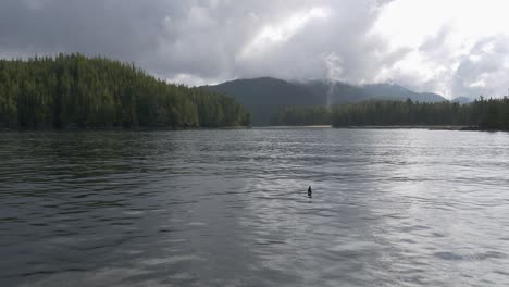 Probablemente-Una-Hembra-De-Orca-Residente-Enferma-Y-Débil-Nadando-Extrañamente-Alrededor-De-La-Isla-De-Vancouver,-Canadá