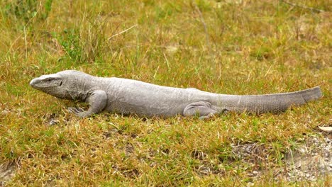 Steady-shot-of-impressive-Giant-Monitor-Lizard-looking-over-beautiful-grass-bed-in-Sri-Lanka,-Asia