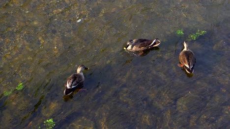 In-Vielen-Flüssen-In-Tokio,-Japan,-Sieht-Man-Häufig-Entenfamilien,-Die-Manchmal-Alleine-Oder-Mit-Ihren-Jungen-Nach-Nahrung-Suchen